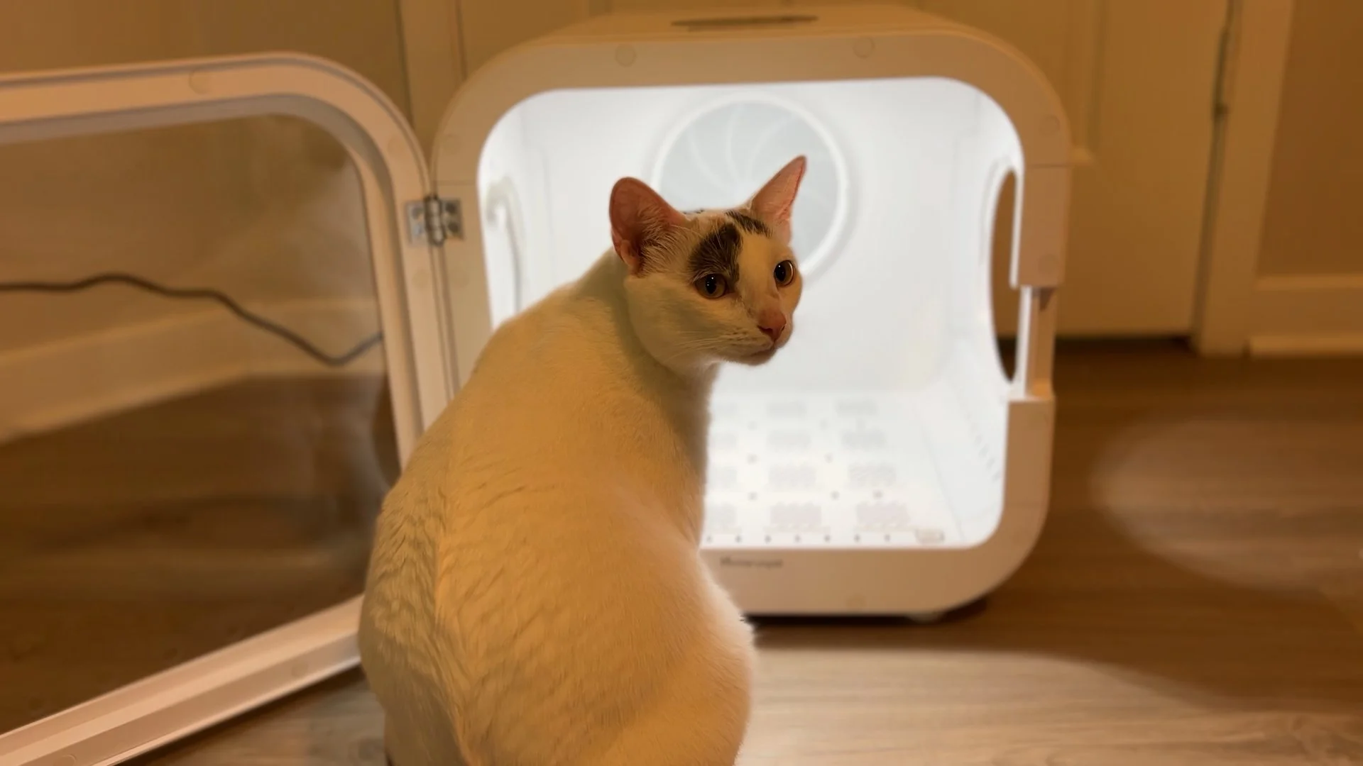 Discover Innovative Pet Products: Homerunpet's Drybo Plus and